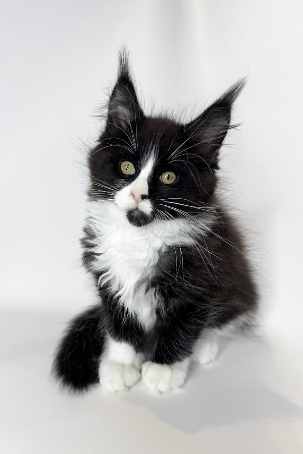 Sandra | Maine Coon Kitten