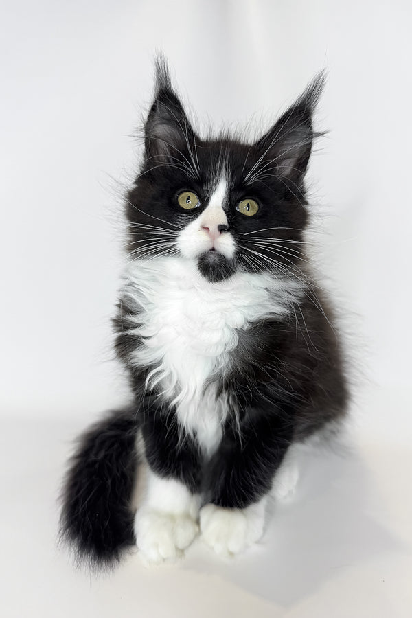 Sandra | Maine Coon Kitten