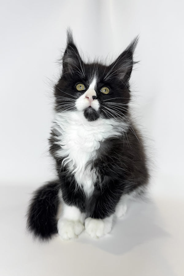 Sandra | Maine Coon Kitten
