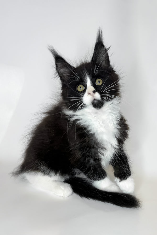 Sandra | Maine Coon Kitten