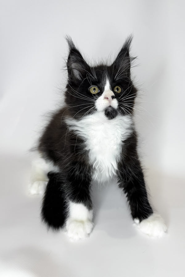Sandra | Maine Coon Kitten