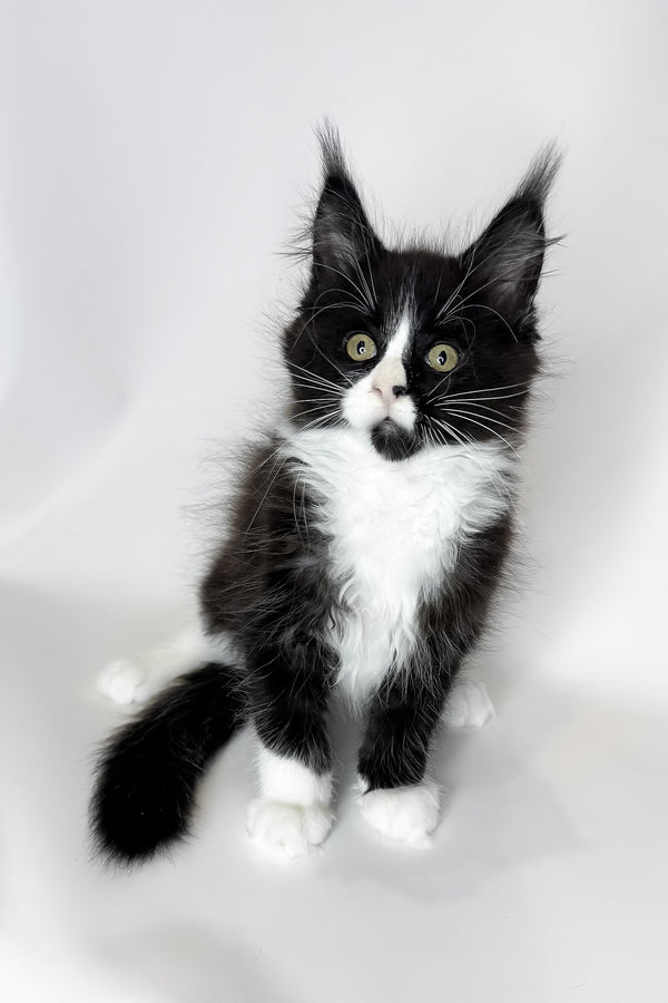 Sandra | Maine Coon Kitten