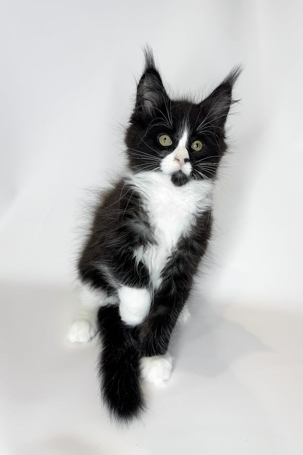 Sandra | Maine Coon Kitten