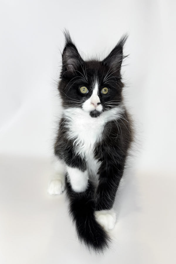 Sandra | Maine Coon Kitten