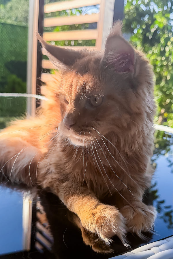 Sandra | Maine Coon Kitten