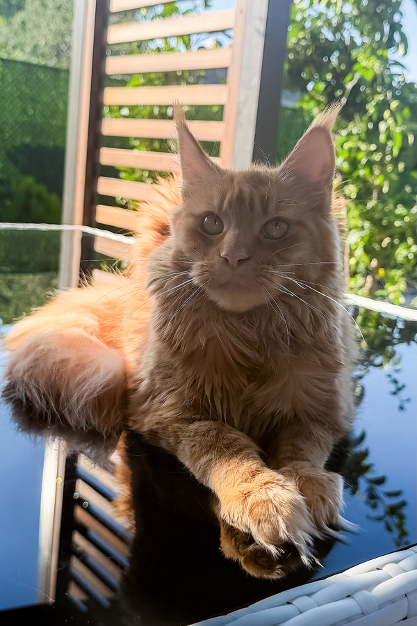 Sandra | Maine Coon Kitten