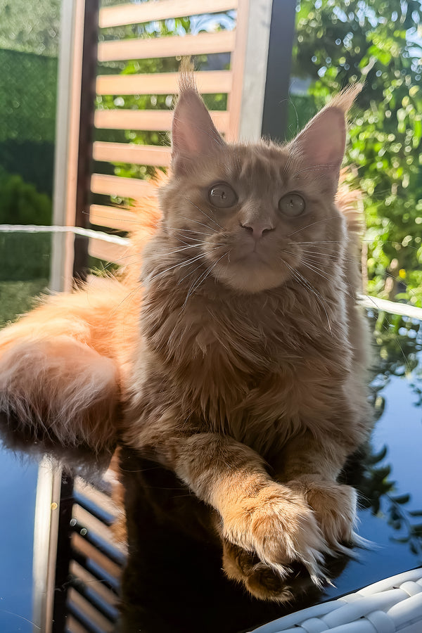 Sandra | Maine Coon Kitten