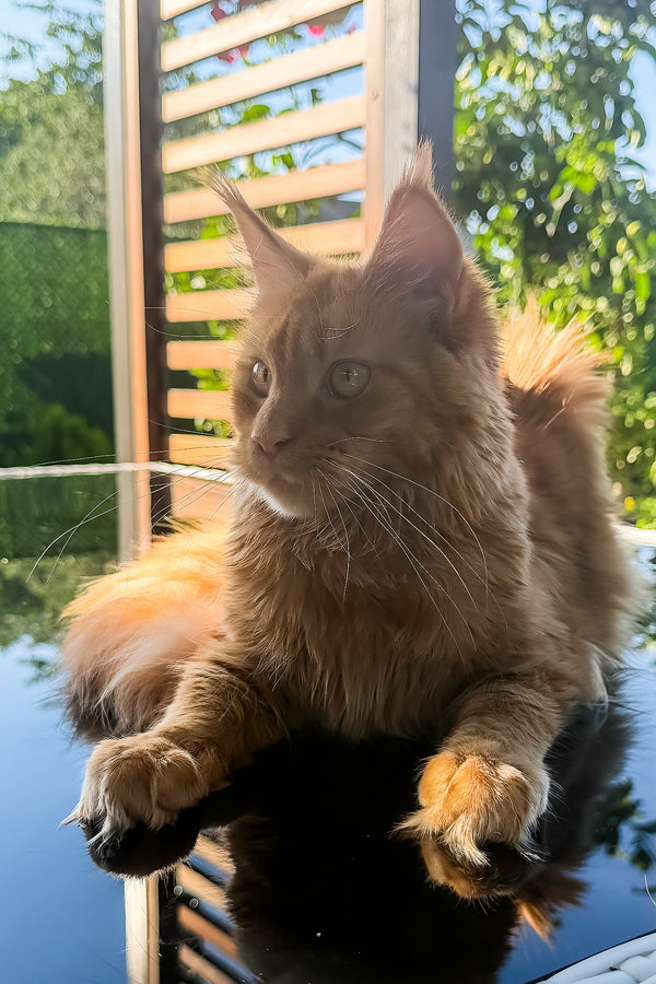 Sandra | Maine Coon Kitten