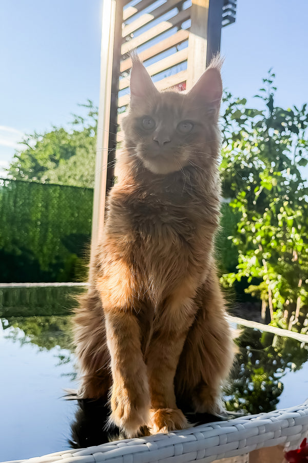 Sandra | Maine Coon Kitten