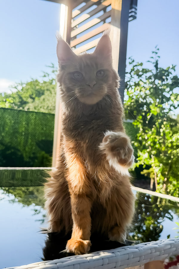 Sandra | Maine Coon Kitten