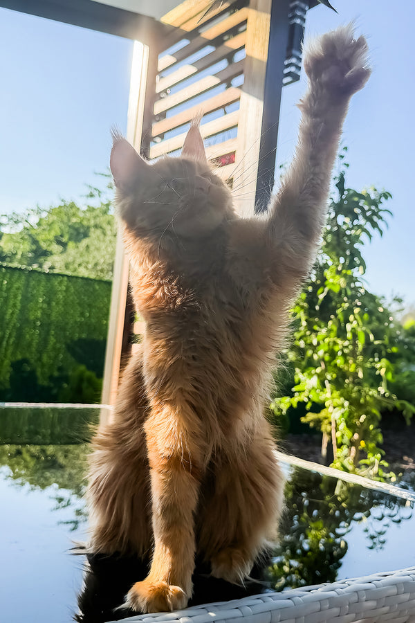 Sandra | Maine Coon Kitten