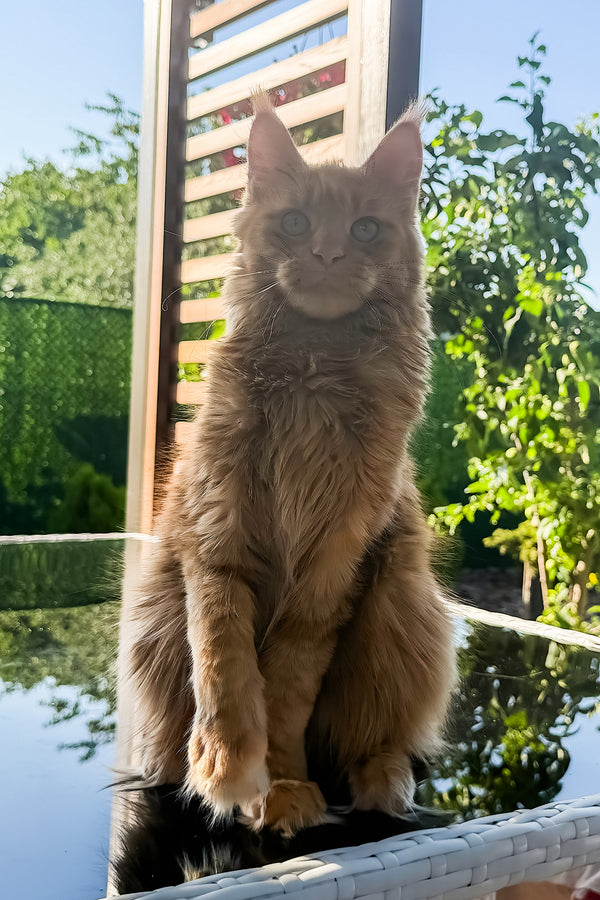Sandra | Maine Coon Kitten