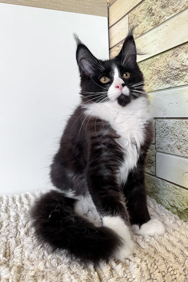 Sandra | Maine Coon Kitten
