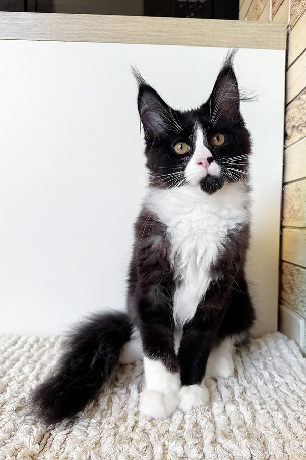 Sandra | Maine Coon Kitten