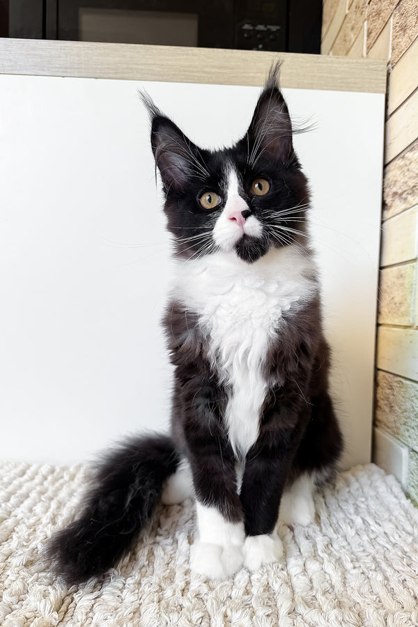 Sandra | Maine Coon Kitten