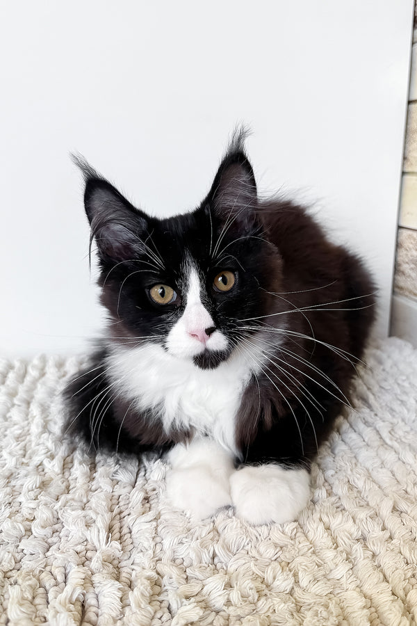 Sandra | Maine Coon Kitten