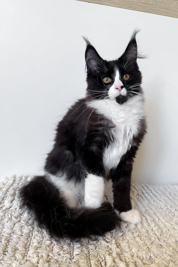 Sandra | Maine Coon Kitten