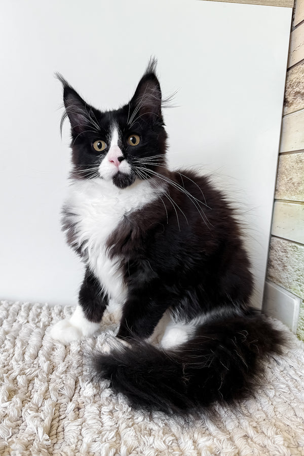 Sandra | Maine Coon Kitten