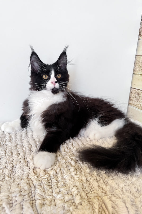 Sandra | Maine Coon Kitten