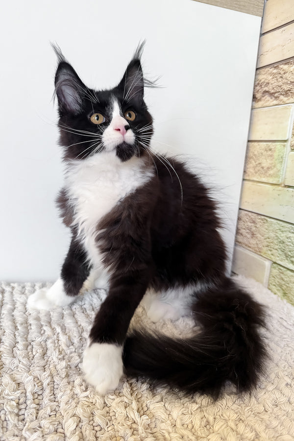 Sandra | Maine Coon Kitten