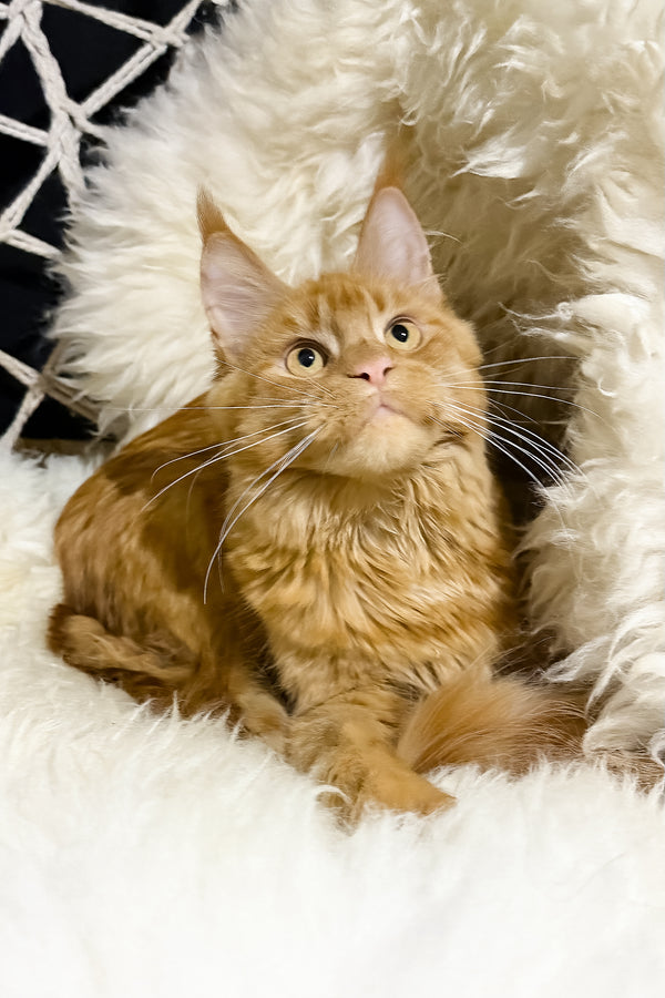 Sandra | Maine Coon Kitten