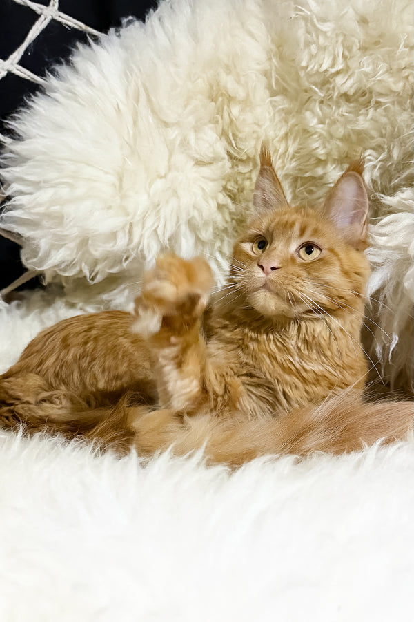 Sandra | Maine Coon Kitten