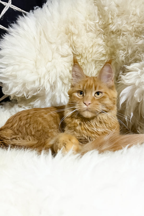 Sandra | Maine Coon Kitten