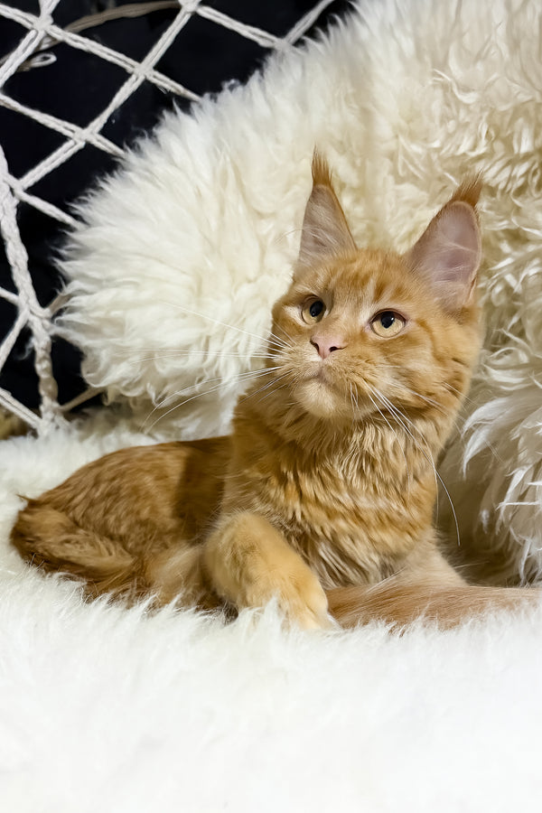 Sandra | Maine Coon Kitten