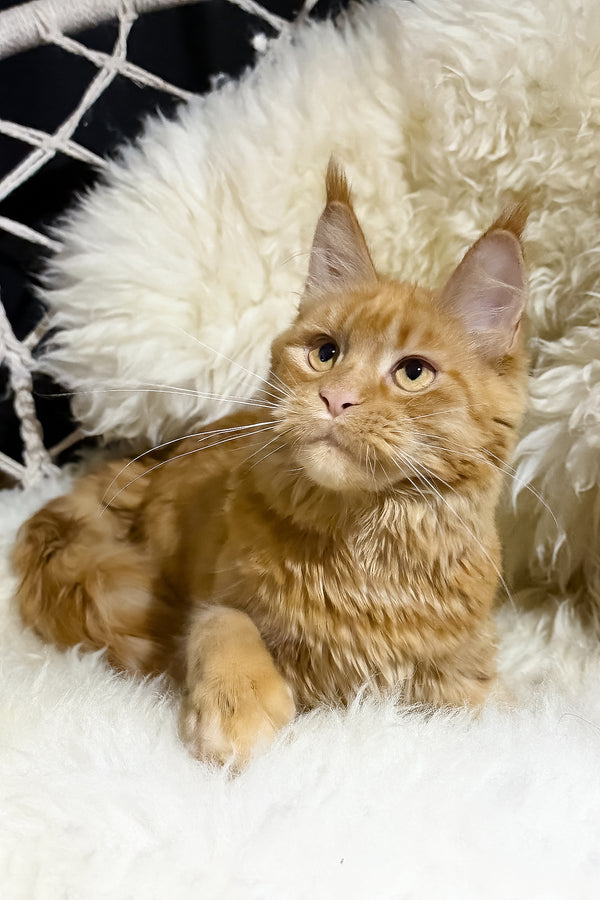 Sandra | Maine Coon Kitten