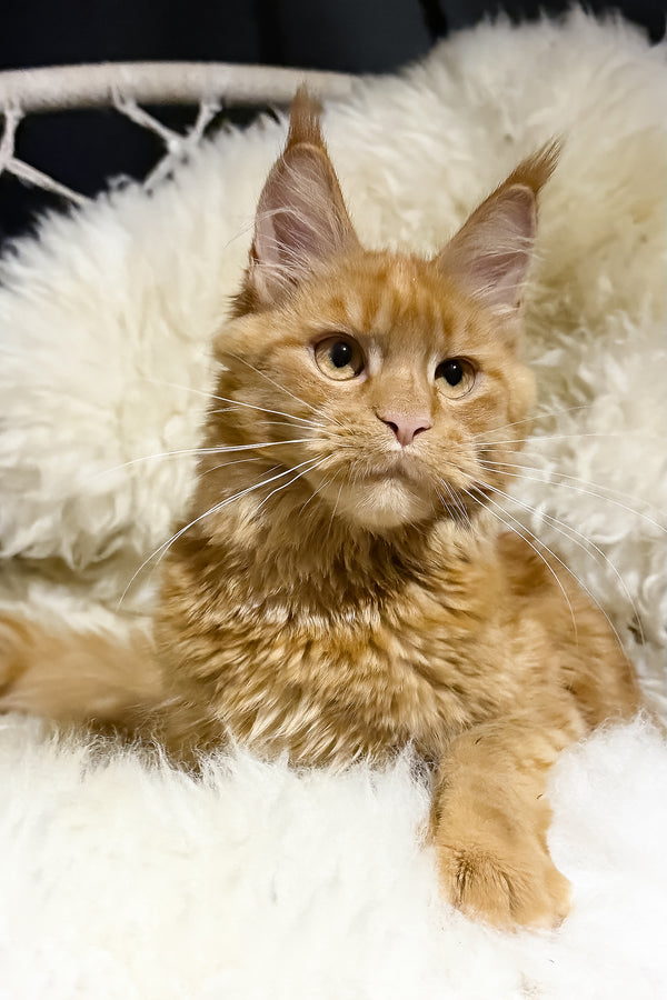 Sandra | Maine Coon Kitten