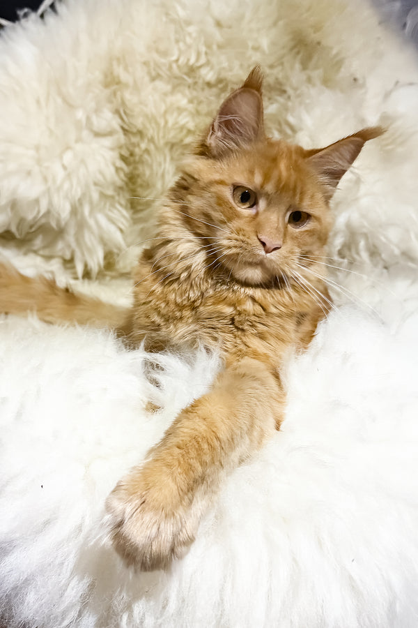 Sandra | Maine Coon Kitten