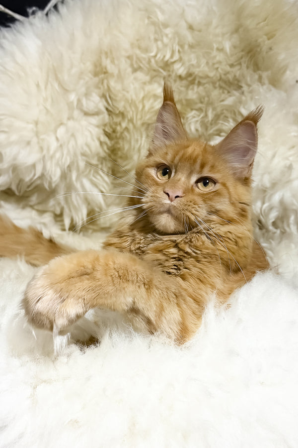 Sandra | Maine Coon Kitten