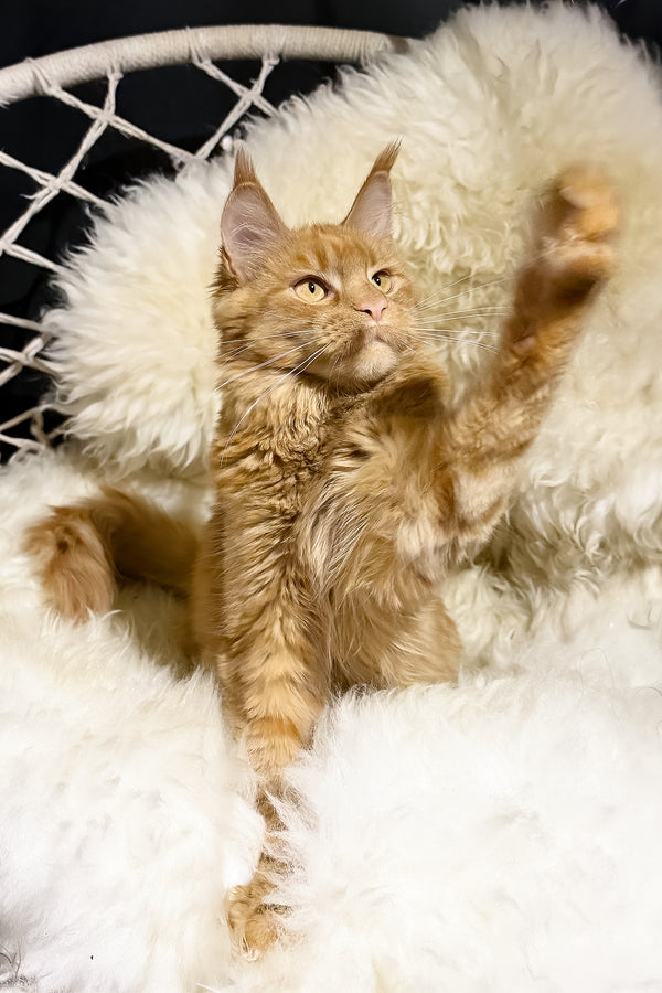 Sandra | Maine Coon Kitten