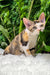 Sandra | Devon Rex Kitten