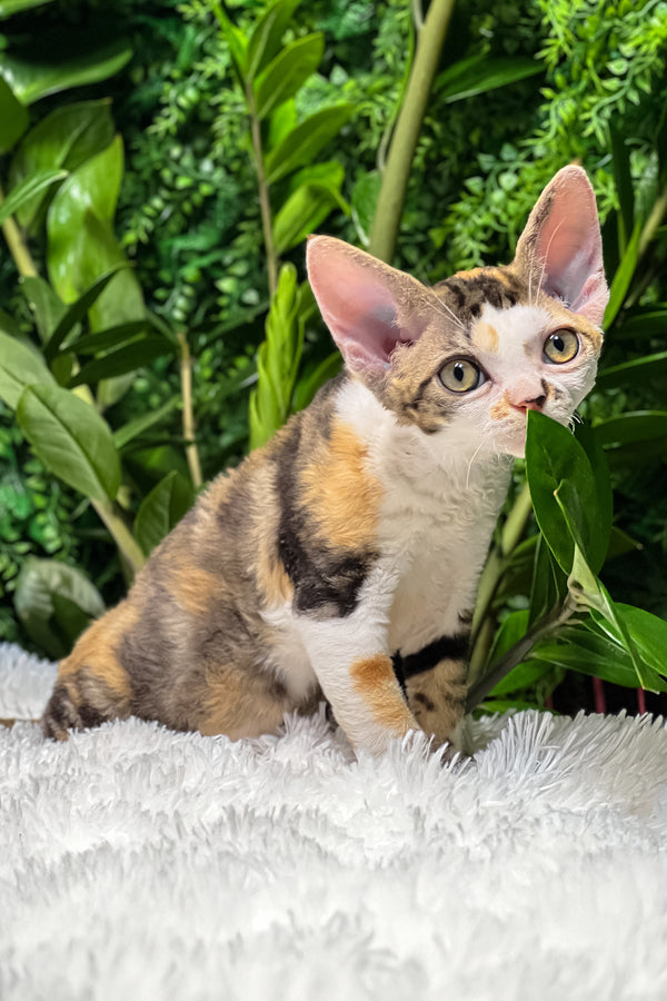 Sandra | Devon Rex Kitten