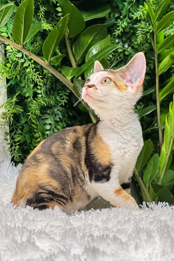Sandra | Devon Rex Kitten
