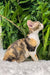 Sandra | Devon Rex Kitten
