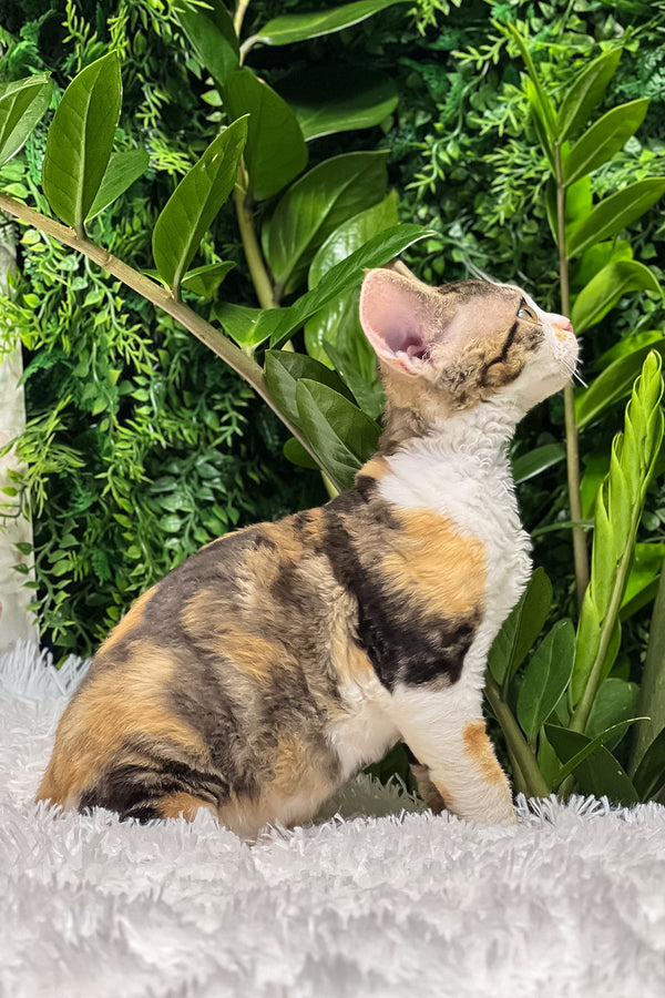 Sandra | Devon Rex Kitten