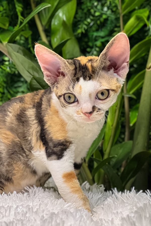 Sandra | Devon Rex Kitten