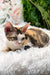 Sandra | Devon Rex Kitten