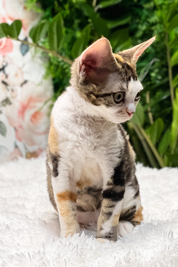 Sandra | Devon Rex Kitten