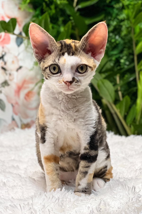 Sandra | Devon Rex Kitten