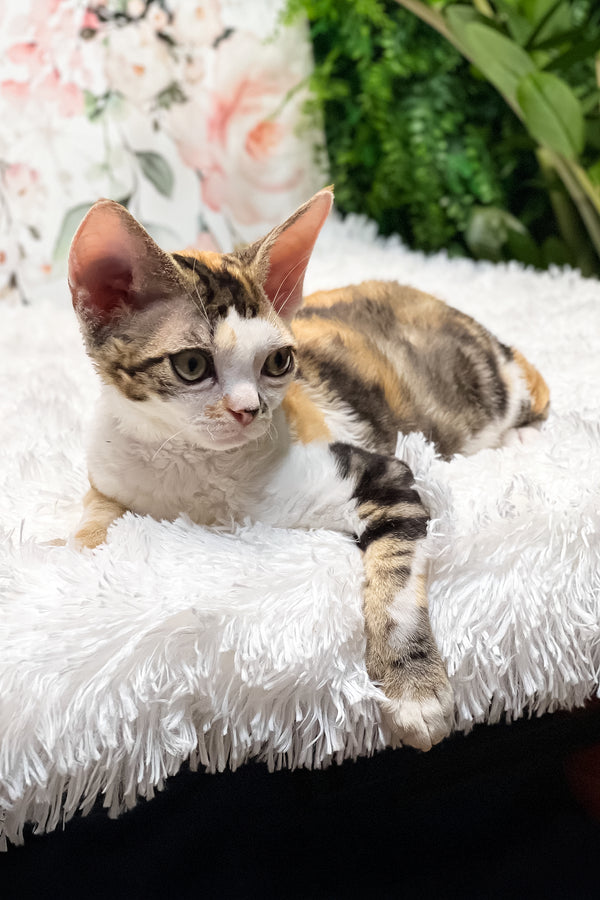 Sandra | Devon Rex Kitten
