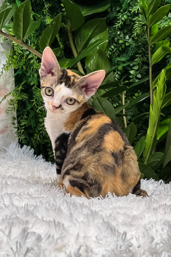 Sandra | Devon Rex Kitten