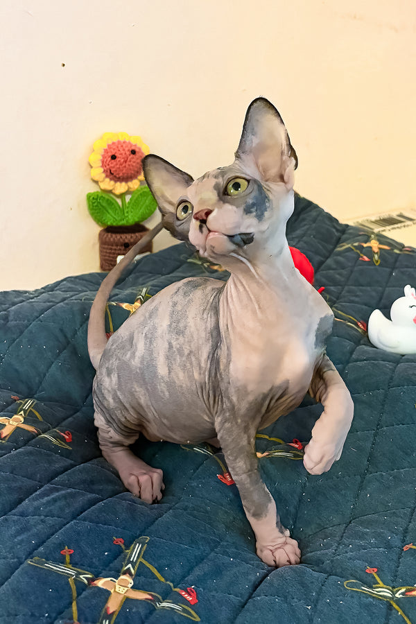 Sanna | Canadian Sphynx Kitten