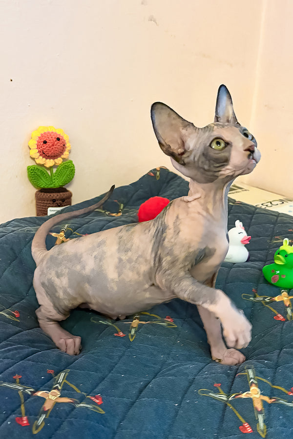 Sanna | Canadian Sphynx Kitten