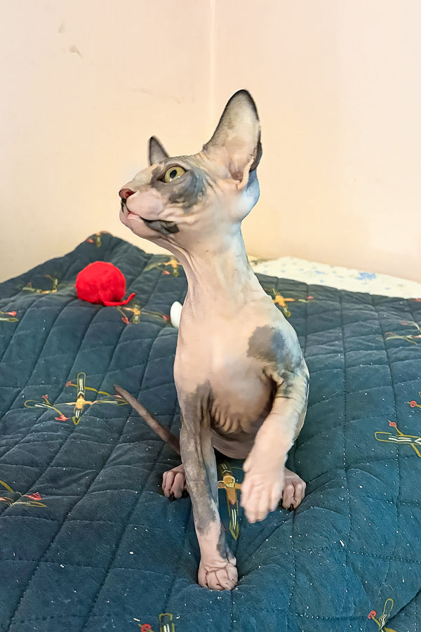 Sanna | Canadian Sphynx Kitten
