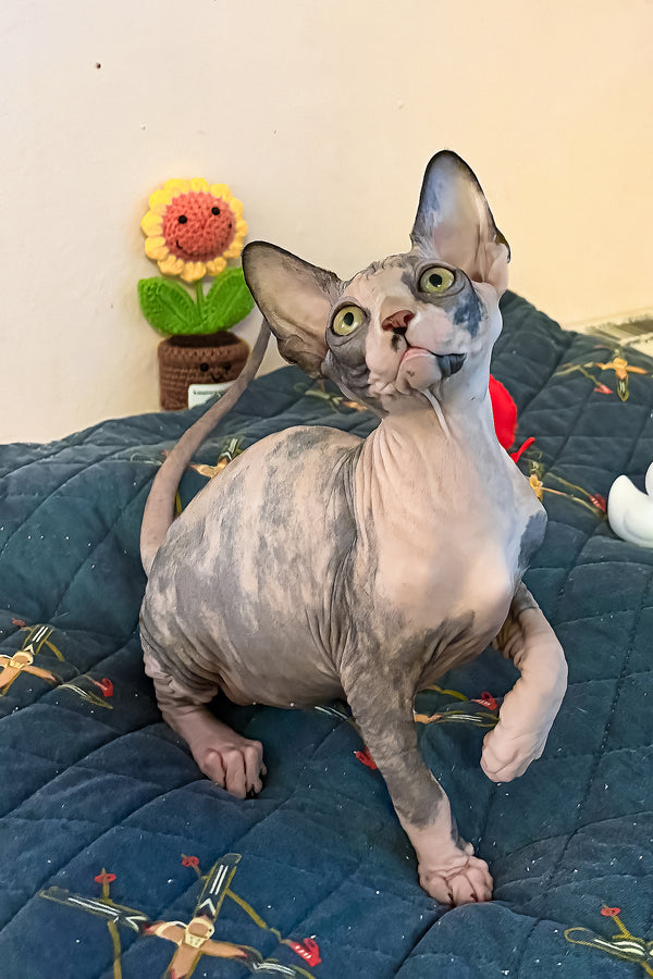 Sanna | Canadian Sphynx Kitten