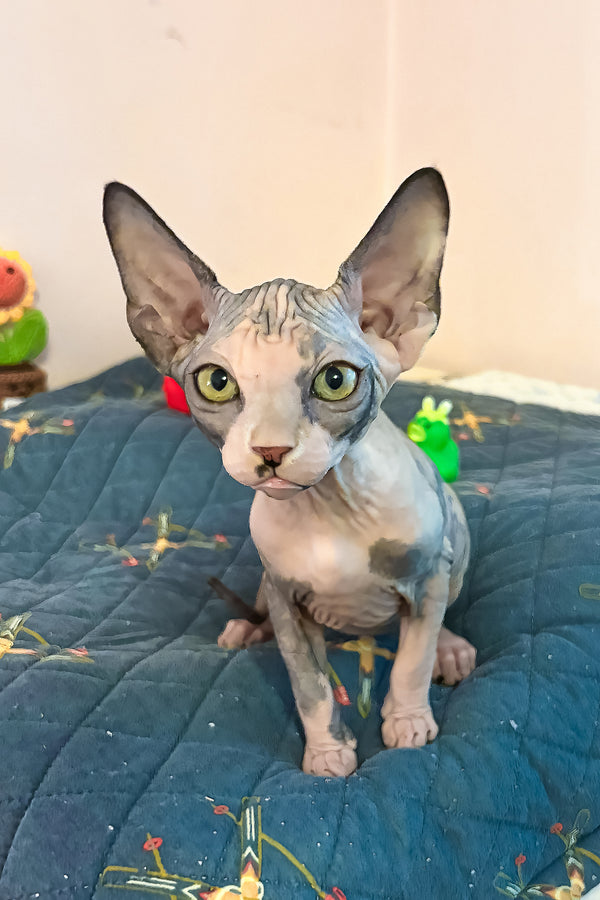 Sanna | Canadian Sphynx Kitten