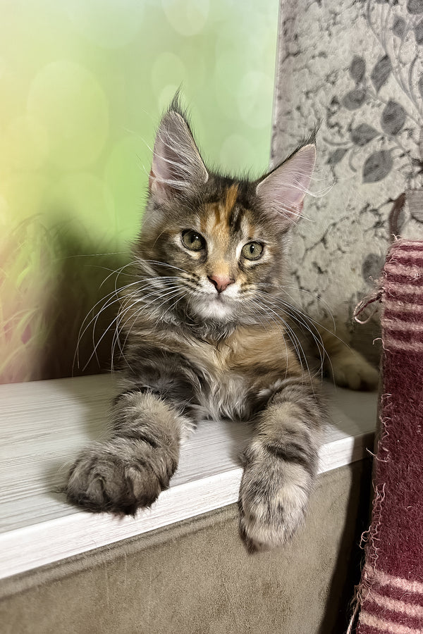 Sansa | Maine Coon Kitten